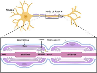 Recurrent CNTN1 antibody-positive nodopathy: a case report and literature review